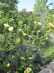 Hula Girl Hibiscus (Hibiscus rosa-sinensis 'Hula Girl') at The Mustard Seed
