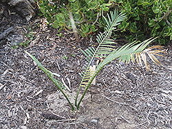 Waxen Cycad (Encephalartos cerinus) at Stonegate Gardens