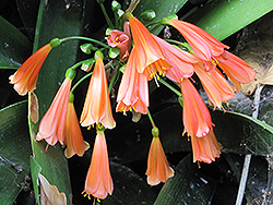 Hybrid Clivia (Clivia x cyrtanthiflora) at Stonegate Gardens