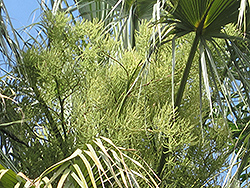 Sonoran Palmetto (Sabal uresana) at Stonegate Gardens