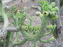 Cane Cactus (Opuntia cylindrica) at Stonegate Gardens