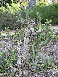 Cane Cactus (Opuntia cylindrica) at Stonegate Gardens