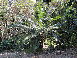 Chilean Wine Palm (Jubaea chilensis) at Stonegate Gardens