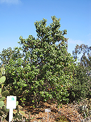 Hollyleaf Cherry (Prunus ilicifolia) at Stonegate Gardens