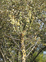 Boojum Tree (Fouquieria columnaris) at Stonegate Gardens