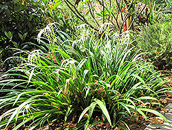 Mangrove Spider Lily (Hymenocallis expansa) at Stonegate Gardens
