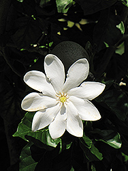 White Gardenia (Gardenia thunbergia) at Stonegate Gardens