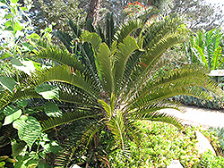 Long-leaved Cycad (Encephalartos longifolius) at Stonegate Gardens