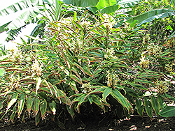 Kahili Ginger Lily (Hedychium gardnerianum) at Stonegate Gardens