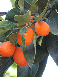 Oval Kumquat (Fortunella margarita) at Stonegate Gardens