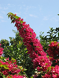 Bangkok Pink Bougainvillea (Bougainvillea 'Bangkok Pink') at Stonegate Gardens