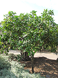 Chandler Pummelo (Citrus maxima 'Chandler') at Stonegate Gardens