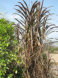 Wild Sugarcane (Saccharum spontaneum) at A Very Successful Garden Center