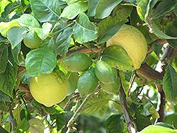 Eureka Lemon (Citrus limon 'Eureka') at Stonegate Gardens