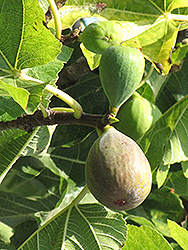 Flanders Fig (Ficus carica 'Flanders') at Stonegate Gardens