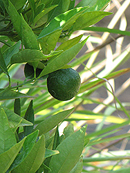 Lee Mandarin (Citrus reticulata 'Lee') at Stonegate Gardens