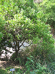 Lee Mandarin (Citrus reticulata 'Lee') at Stonegate Gardens