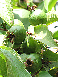 White Indian Guava (Psidium guajava 'White Indian') at Stonegate Gardens