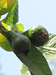 Pear Guava (Psidium guajava 'Pear') at Stonegate Gardens