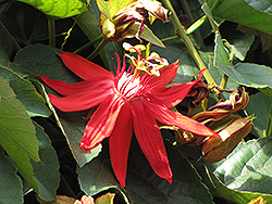 Crimson Passion Flower (Passiflora vitifolia) at Stonegate Gardens