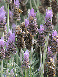 French Lavender (Lavandula dentata) at Stonegate Gardens