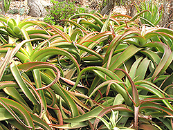 Van Balen's Aloe (Aloe vanbalenii) at A Very Successful Garden Center