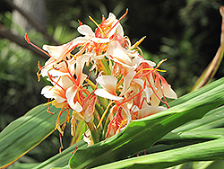 White Butterfly Ginger Lily (Hedychium coronarium) at Stonegate Gardens