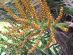 Formosa Palm (Arenga engleri) at Stonegate Gardens