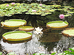 Giant Water Lily (Victoria amazonica) at Stonegate Gardens