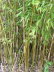 Naked Clumping Bamboo (Fargesia denudata) at Stonegate Gardens