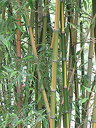 Castillon Inversa Bamboo (Phyllostachys bambusoides 'Castillon Inversa') at Stonegate Gardens