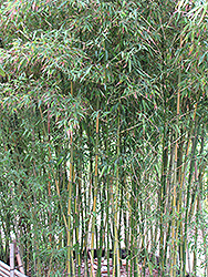 Castillon Inversa Bamboo (Phyllostachys bambusoides 'Castillon Inversa') at Stonegate Gardens