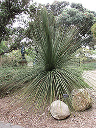 Mexican Grass Tree (Dasylirion quadrangulatum) at Lakeshore Garden Centres