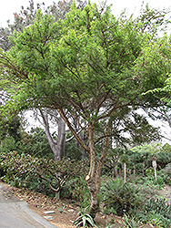 Red Acacia (Acacia seyal) at Stonegate Gardens