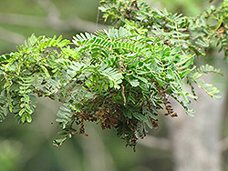 Jandi (Prosopis cineraria) at Stonegate Gardens