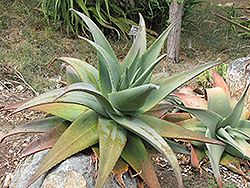 Arabian Aloe (Aloe rubroviolacea) at Stonegate Gardens