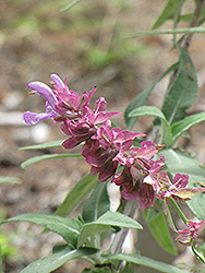 Canary Island Sage (Salvia canariensis) at Stonegate Gardens