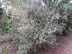 Socotra Ruellia (Ruellia insignis) at Stonegate Gardens