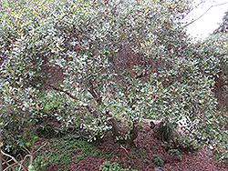 California Scrub Oak (Quercus berberidifolia) at Stonegate Gardens