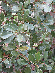 California Scrub Oak (Quercus berberidifolia) at Stonegate Gardens