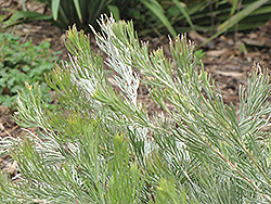 Albany Woolly Bush (Adenanthos x cunninghamii) at Stonegate Gardens