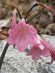 Red Moore's Crinum Lily (Crinum moorei var. rubra) at Stonegate Gardens