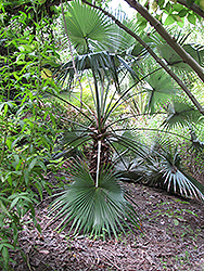 Rock Palm (Brahea dulcis) at Stonegate Gardens