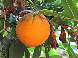 Cara Cara Navel Orange (Citrus sinensis 'Cara Cara') at Stonegate Gardens