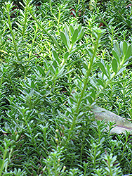 Seaspray Lemon-scented Myrtle (Darwinia citriodora 'Seaspray') at Stonegate Gardens
