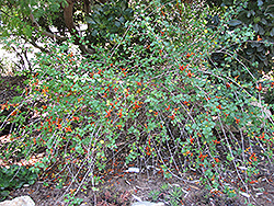 Ruttya (Ruttya fruticosa) at A Very Successful Garden Center