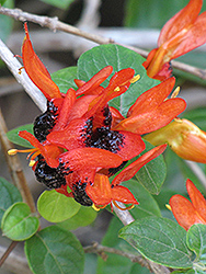Ruttya (Ruttya fruticosa) at A Very Successful Garden Center