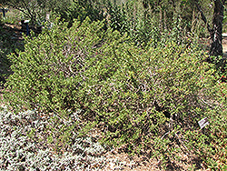 Terra Seca Sage (Salvia mellifera 'Terra Seca') at Stonegate Gardens