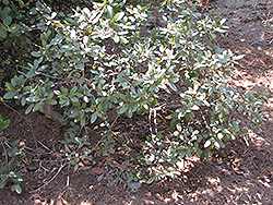 Little Sur Coffeeberry (Rhamnus californica 'Little Sur') at Stonegate Gardens