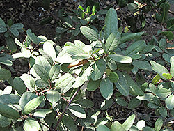 Little Sur Coffeeberry (Rhamnus californica 'Little Sur') at Stonegate Gardens